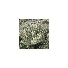 Image result for Pieris japonský debutante obrázek