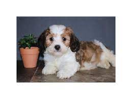 They have low shedding, a sweet, round face with floppy ears. Cavapoo Dog Male Sable White 2409838 Petland Racine Wi