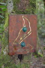 Image result for Bothriocline inyangana