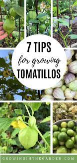 How To Grow Tomatillos 7 Tips For Growing Tomatillos Growing In The Garden Growing Tomatillos Tomatillo Plant Growing Vegetables