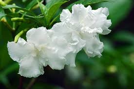 বর্ষা রাণীর দেশে