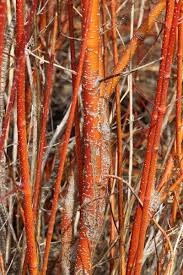 Image result for Sericorema sericea