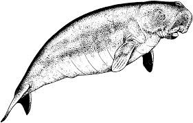 You can use our amazing online tool to color and edit the following manatee coloring pages. Manatees Coloring Pages Coloring Home