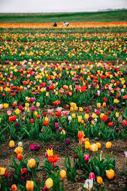 How to make slow cooker apple butter. Gxktjylf1kpsem