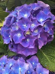 We did not find results for: 6 Flores De Verano Que Alegraran Tu Terraza O Jardin