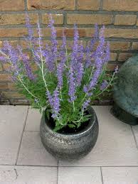 Image result for Perovskia atriplicifolia lacey blue lisslitt photo