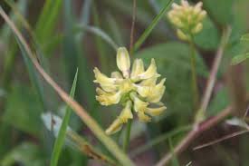 Image result for Dichilus reflexus