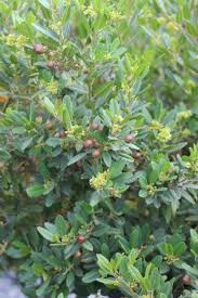 Image result for Rhamnus staddo