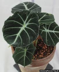 Alocasia Reginula Zimmerpflanzen Pflanzen Exotische Pflanzen