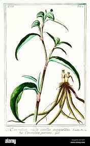 Image result for Commelina aspera