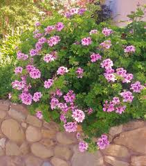 Image result for Pelargonium