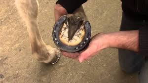 Soin Fourchette Sabot Cheval Youtube