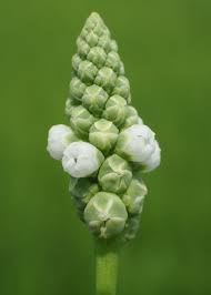 Image result for Sphenoclea