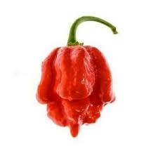 details about trinidad scorpion seeds