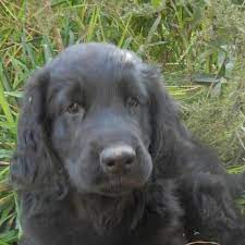 You will find flat coated retriever dogs for adoption and puppies for sale under the listings here. Exotic Flat Coated Retrievers Home Facebook