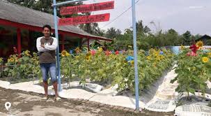 Toko bunga jakarta sudah ada sejak lama hingga berkembang pesat, hingga banyak pengusaha bunga rangkaian sebagai toko bunga jakarta menyediakan bermacam rangkaian bunga jakarta. Wow 13 Bunga Matahari Jakarta Gambar Bunga Hd