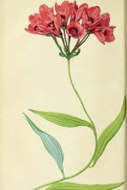 Image result for Embelia multiflora