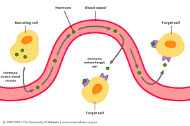 Hormonal Control Of Digestion Science Learning Hub