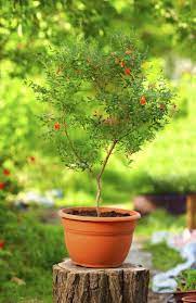 Tips For Pomegranate Growing Caring For Pomegranate Plants In Containers Pomegranate Growing Plants Container Plants