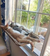 Buy cat hammock beds and get the best deals at the lowest prices on ebay! Everyone Needs To Stop What They Re Doing And Admire These Cats Lounging In Window Hammocks