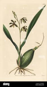 Image result for Psydrax livida