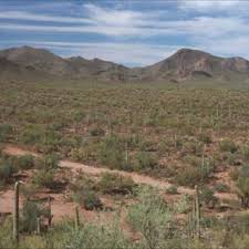 Image result for Tragia lasiophylla