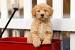 柴犬