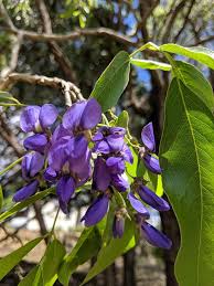 Image result for Bolusanthus