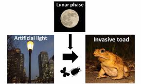 They are destructive to native species and have no natural predators. Light Pollution Gives Invasive Cane Toads A Belly Full Of Grub Eurekalert Science News