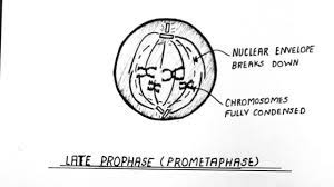 Sketch and label prophase of animal cell. Prophase Diagram How To Draw Labelled Diagram Of Prophase Class 11 Biology Youtube