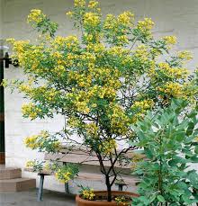 Image result for Senna floribunda