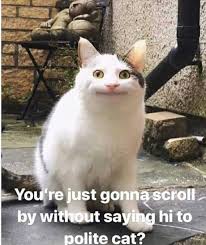 You Can T Resist This Polite Cat Funny Animal Photos Funny Animals Animal Jokes