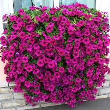 Image result for foto surfínie