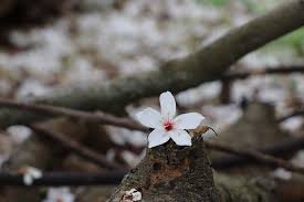 浪漫桐花雪 鐵砧山油桐花步道賞花去 plants flowers dandelion