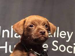 Inland Valley Humane Society Humane Society Dog Adoption Labrador Retriever