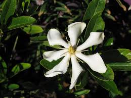 Image result for Thunbergia racemosa