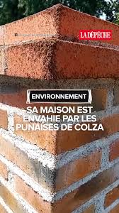 Invasion de Punaises: Votre Maison Est-Elle la Prochaine Cible?