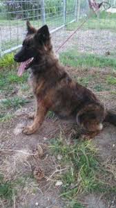 Maybe you would like to learn more about one of these? Female German Shepherd Belgian Malinois Dutch Shepherd For Sale For Sale In Colorado Springs Colorado Classified Americanlisted Com