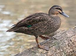 Birds Of Prey Wikipedia Indonesia Pin On Anseriformes