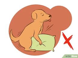 Mi scusi capelli bianchi sui terrazzi di periferia. Come Fermare Un Cane Che Monta Con Immagini Wikihow