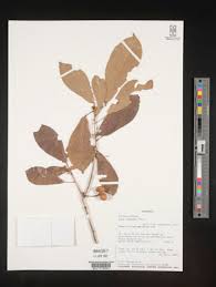 Image result for Cienfuegosia gerrardii