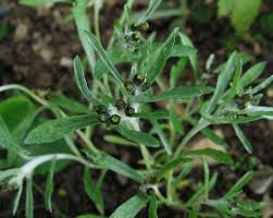 Image result for Gnaphalium