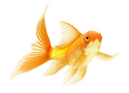 Once you've taken care of the culprits, whether it's a plastic plant. Tackling Fin Rot In Your Pond Fish Fitz S Fish Ponds