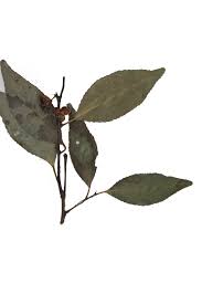 Image result for Maytenus undata