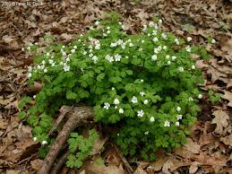 Image result for Aneilema petersii