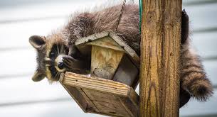 According to experts, a typical homeowner should: 7 Ways To Keep Raccoons Off Your Bird Feeders 2021 Bird Watching Hq
