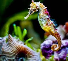 Jenis ikan laut dangkal sendiri sangat banyak apalagi ditambah ikan laut yang habitatnya lebih nama latin atau nama ilmiah: Mengapa Kuda Laut Jantan Yang Hamil Dan Melahirkan