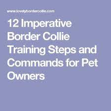 12 Imperative Border Collie Training Steps And Commands For Pet Owners Border Collie Training Border Collie Puppy Training Border Collie
