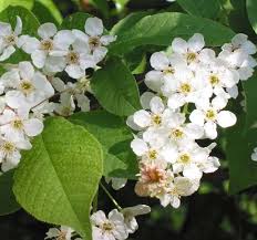 Image result for Prunus