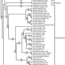Image result for Sladeniaceae